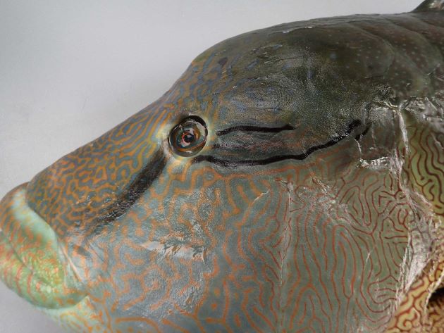 メガネモチノウオ (ナポレオンフィッシュ) 市場魚貝類図鑑