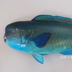ナンヨウブダイ 魚類 市場魚貝類図鑑