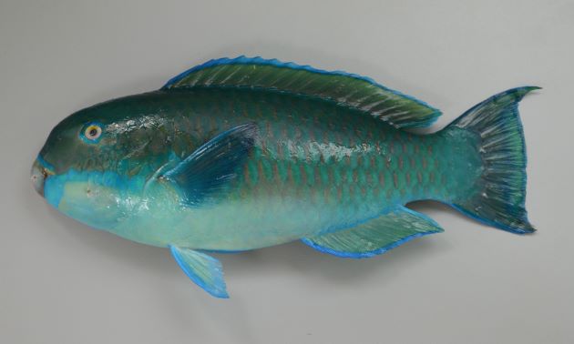 SL 70cm前後になる。細長く頭部から尾にかけて徐々に細くなる。目が小さい。幼魚期から若魚期、大型でも雌の時期で退色形態が変わる。頭部は大きくなり雄に性転換するとともに出てくる。