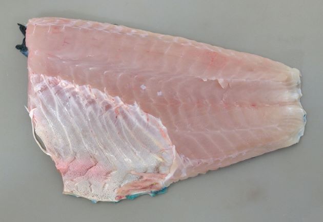 魚壁飾り　ナンヨウブダイ成魚　（額無し）在庫現品のみ❗️ ⋆︎ ほぼ毎年船の横、岸壁沿いにいる #ツバメウオの幼魚2025