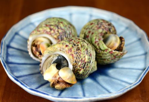 チョウセンサザエ 軟体 市場魚貝類図鑑