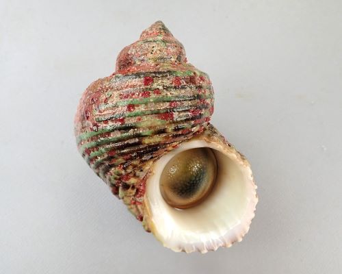 チョウセンサザエ 軟体 市場魚貝類図鑑