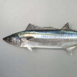 サワラ 魚類 市場魚貝類図鑑