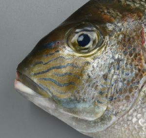 クリックで拡大表示