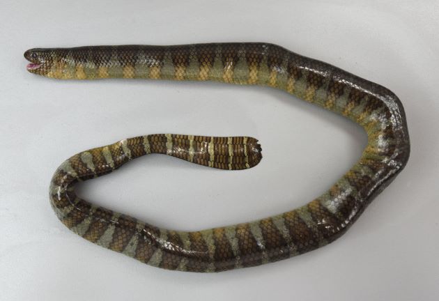 エラブウミヘビの形態写真