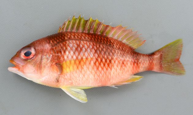 20cm SL 前後になる。全体に赤く側へんする。体側に３〜４本の赤褐色の横帯がある。尾鰭の両葉は伸びない。