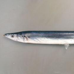 サンマ 魚類 市場魚貝類図鑑