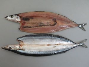 サンマ 魚類 市場魚貝類図鑑