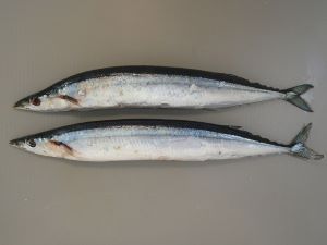 クリックで拡大表示 塩さんま