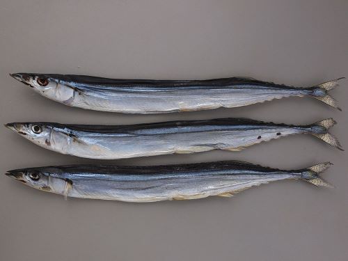 クリックで拡大表示 サンマの丸干し