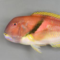 イラ 魚類 市場魚貝類図鑑