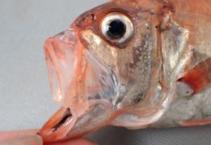 クリックで拡大表示