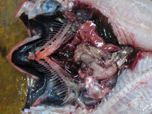 クリックで拡大表示