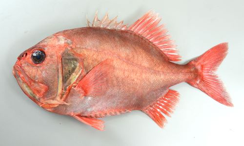 ハシキンメ 魚類 市場魚貝類図鑑 ハシキンメ 魚類 市場魚貝類図鑑