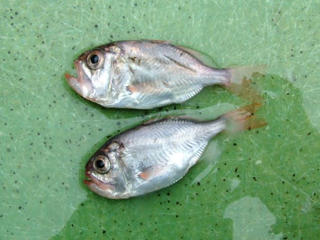 秋に巻き網で揚がったハシキンメの稚魚。