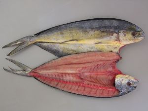 シイラ マヒマヒ 市場魚貝類図鑑