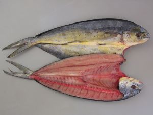 シイラ マヒマヒ 市場魚貝類図鑑 シイラ マヒマヒ 市場魚貝類図鑑