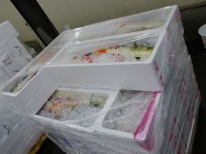 松本市公設市場に山積みになっている三重県産シイラ