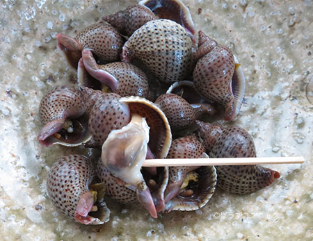 シマアラレミクリガイの煮つけ
