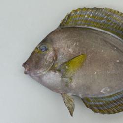 クロハギ 魚類 市場魚貝類図鑑 クロハギ 魚類 市場魚貝類図鑑