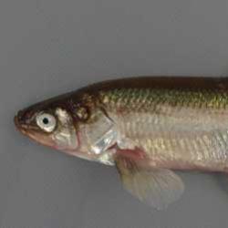 柳葉魚様 シシャモ - Wikipedia