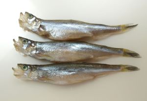 シシャモ 魚類 市場魚貝類図鑑 シシャモ 魚類 市場魚貝類図鑑