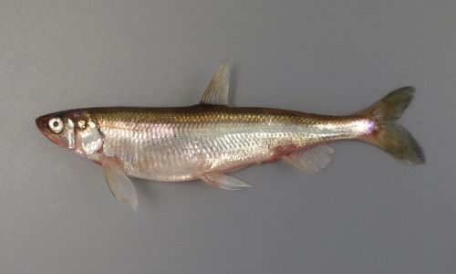 柳葉魚様 シシャモ | 魚類 | 市場魚貝類図鑑