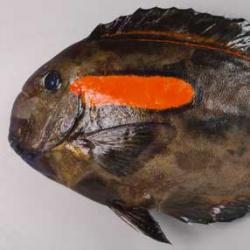 モンツキハギ 魚類 市場魚貝類図鑑 モンツキハギ 魚類 市場魚貝類図鑑
