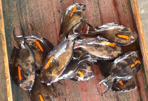 クリックで拡大表示