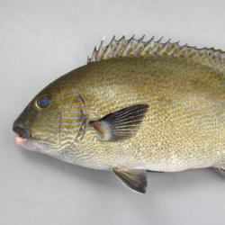オシャレコショウダイ 魚類 市場魚貝類図鑑