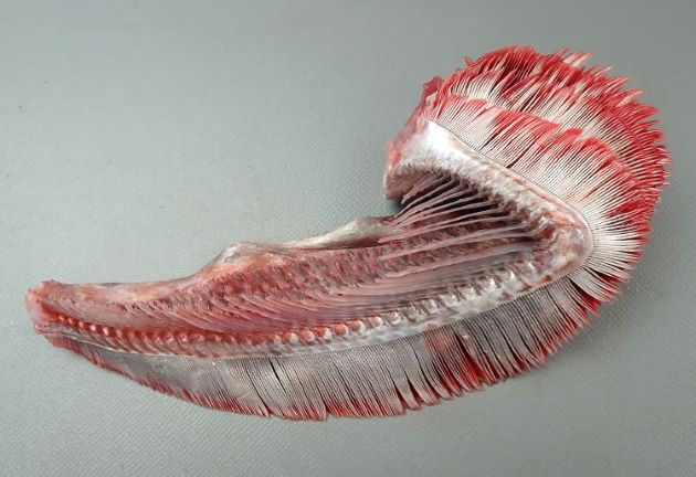 鰓葉銀灰色をしていて、鰓弓上枝の鰓耙数は通常18。