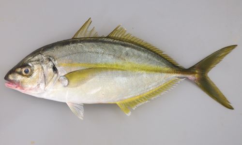 シマアジ 魚類 市場魚貝類図鑑 シマアジ 魚類 市場魚貝類図鑑