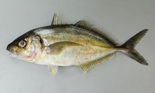 シマアジ 魚類 市場魚貝類図鑑
