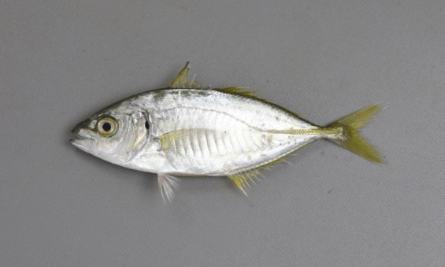 最大120cm TL前後になる。側へんして幼魚・若魚のときには側面か見ると体の中心部が高いアーモンド（猫の目形）、大きくなるに従い芽の後ろ上部が盛り上がってくる。生きているとき、鮮度のいいときには黄色い縦縞が１本体側に走る。［SL 10cm］