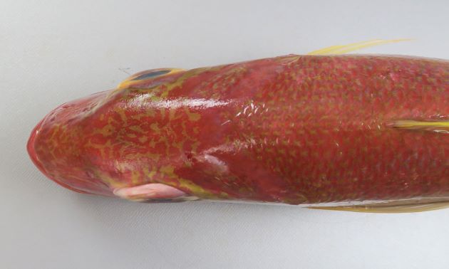頭部には黄色い虫食い状の斑紋がある。