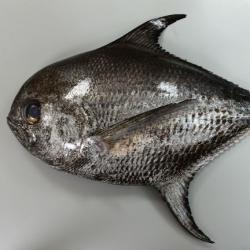 ヒレジロマンザイウオ エチオピア 市場魚貝類図鑑