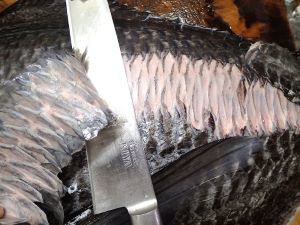 ヒレジロマンザイウオ エチオピア 市場魚貝類図鑑 ヒレジロマンザイウオ エチオピア 市場魚貝類図鑑