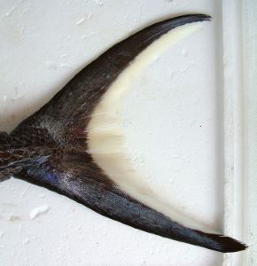 クリックで拡大表示