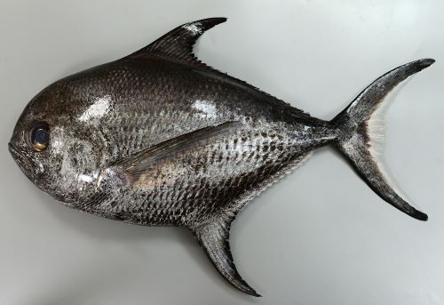 シゲです。魚 ヒレジロマンザイウオ (エチオピア) | 市場魚貝類図鑑