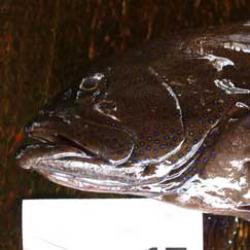 アオノメハタ 魚類 市場魚貝類図鑑