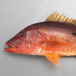 イッテンフエダイのストラップ/魚の全身アクセサリー        