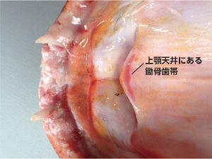 クリックで拡大表示