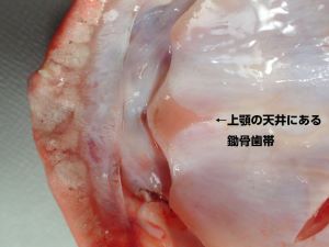 クリックで拡大表示