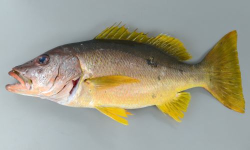 イッテンフエダイ 魚類 市場魚貝類図鑑 イッテンフエダイ 魚類 市場魚貝類図鑑