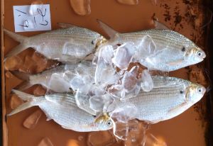 クリックで拡大表示