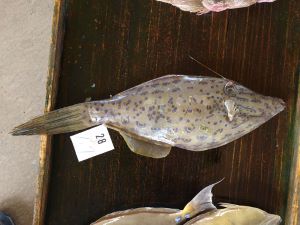 クリックで拡大表示