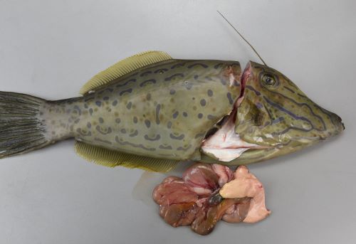 クリックで拡大表示