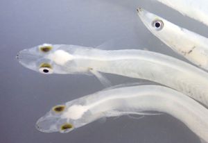 クリックで拡大表示