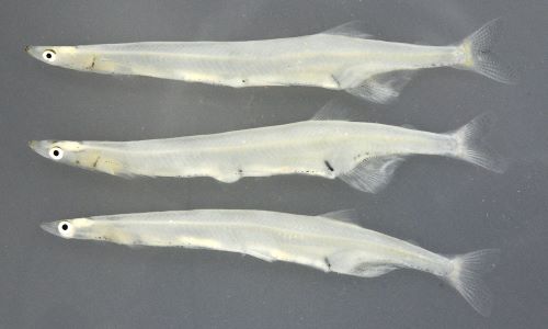 シラウオ | 魚類 | 市場魚貝類図鑑