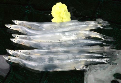 クリックで拡大表示